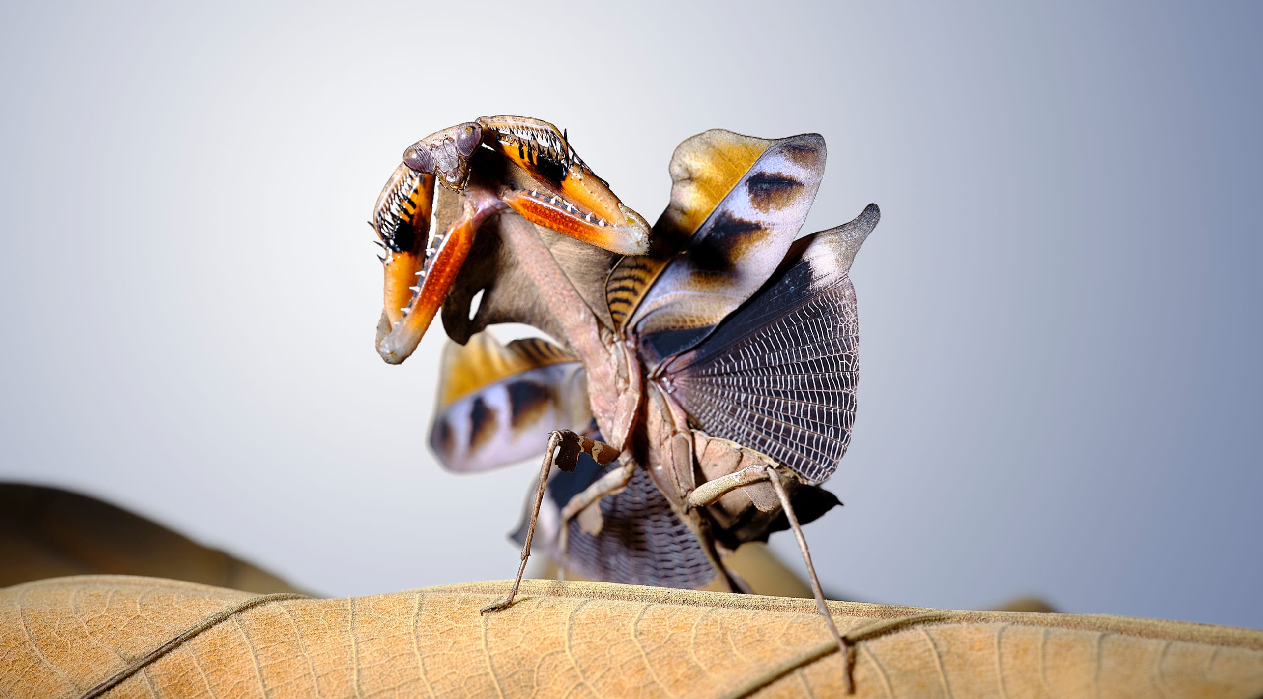 foton photography tokyo